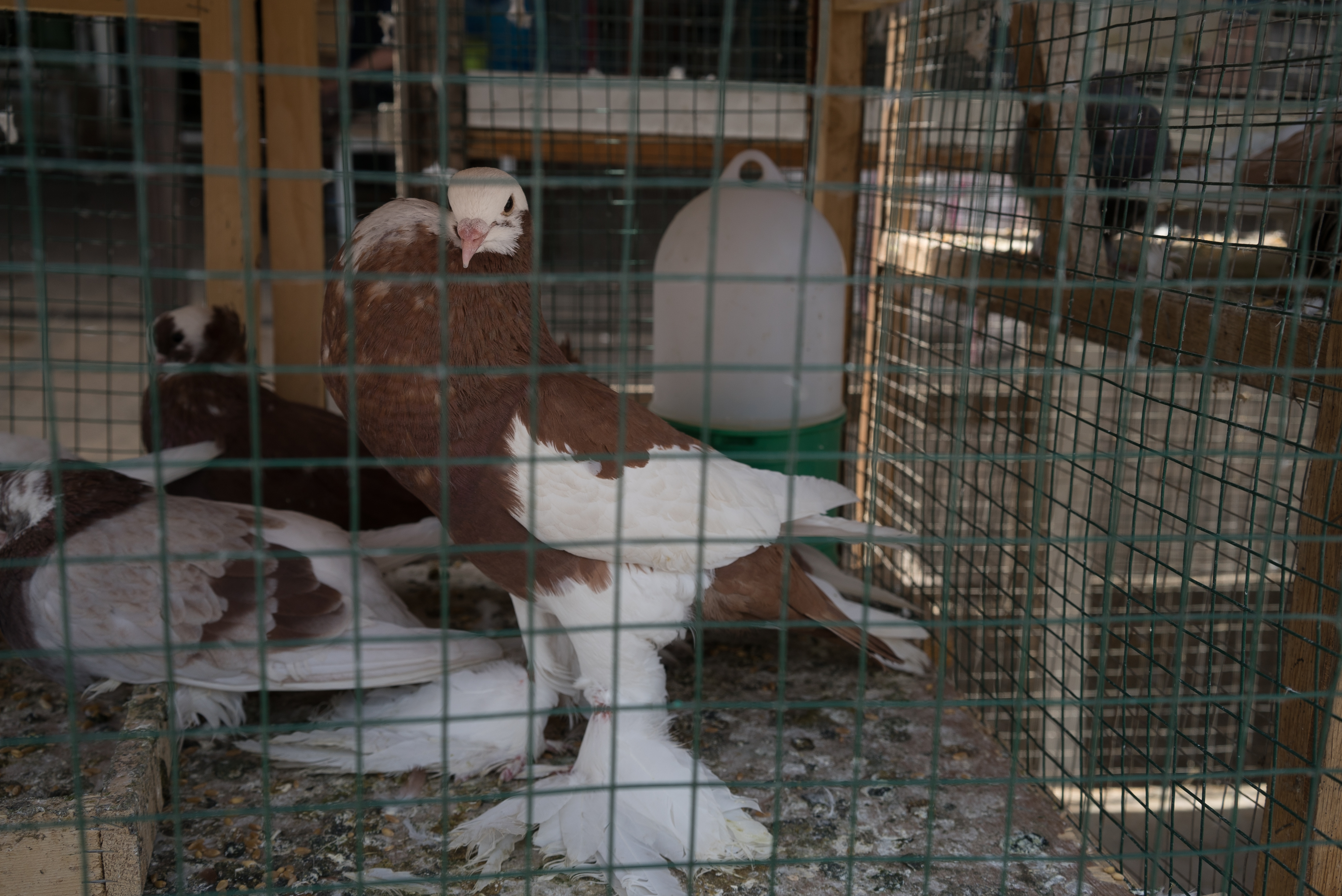 Erbil market for birds and animals, Erbil, Kurdistan Region, June 4, 2016. (Photo: Kurdistan24/Alexandre Afonso)